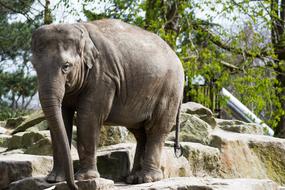 elephant at the zoo in Emmen