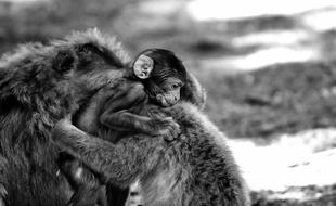 Baby Monkey Barbary Ape