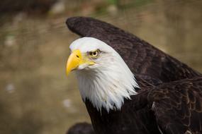 Portrait of the white and brown eagle with yellow beak