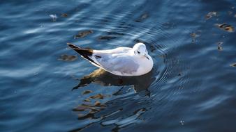 seagull on blue water