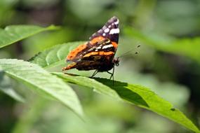 sweet butterfly on a leaf