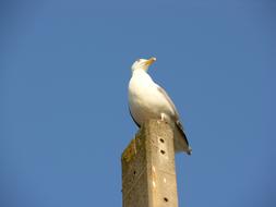 Bird Nature