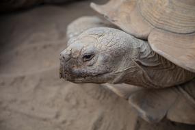 Turtle Animal Clos-eup
