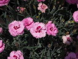 beautiful flowers in the garden under the sun