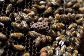 Bees Nature