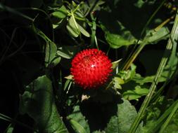 red fruit with a green plant