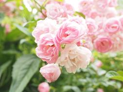 roses on bushes in the garden