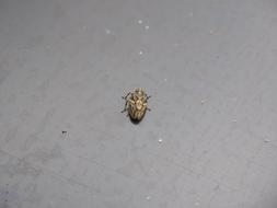 Close-up of the cicada, on the grey surface