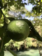 ripe green fruit on foliage