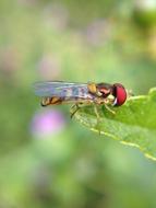 Macro picture of Insect bee at Nature