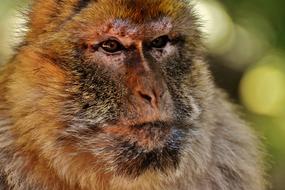 Barbary Ape Endangered Species monkey