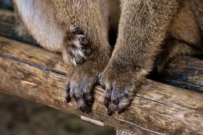 Barbary ape holding cute and beautiful hands on the wood