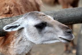 Guanaco, Lama guanicoe, animal head close up