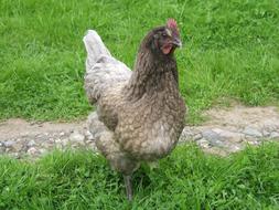 hen fluffy grass