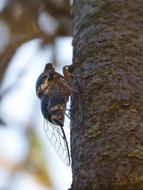 big bug in a tree