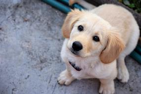 cute Dog Puppy portrait