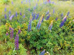 flowers field field garden beautiful