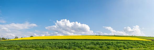 grass field clouds sky