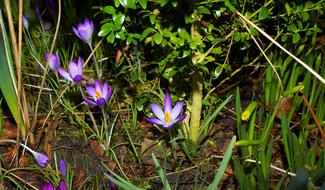 gorgeous flowers with grass in the woods