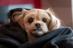 brown puppy in a plaid close-up