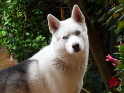 Cute, colorful and beautiful Siberian husky among the plants