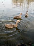 a cute duck swimming in the lake