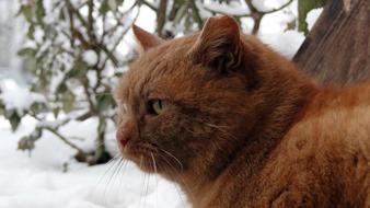 Red Cat Animal at winter