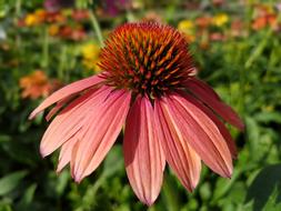 a beautiful red flower with a center