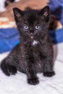 Cute and beautiful, black baby cat