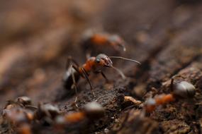 Ant Insect Macro Close