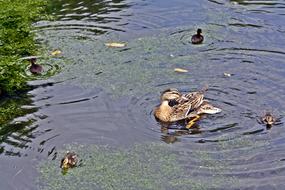 flock of ducks by the water in the grass