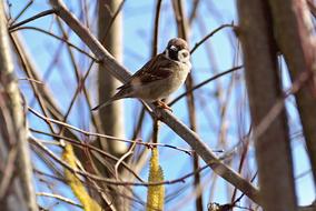 Sparrow Bird Animal at nature