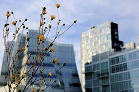 cityscape of Architecture Building and flowers