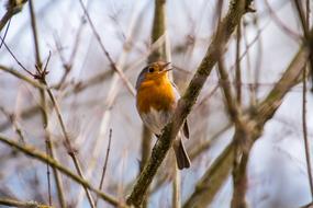 Robin Rotbrustchen Small Bird