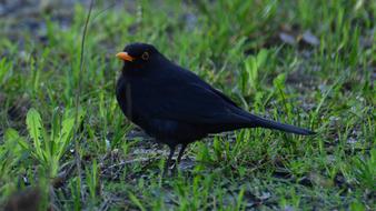 blackbird with green grass