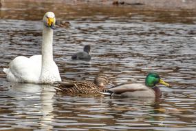 Animal Duck Swans