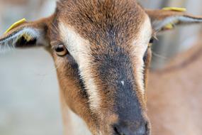 Goat Dwarf Pet close-up on blurred background