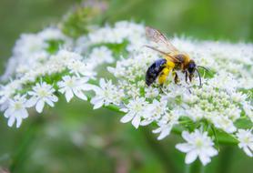 Bee Insect Flower blur