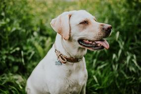 White Dog Animal blur