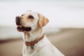 White Dog Animal portrait