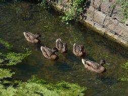 ducks flock water green