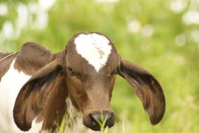 a nice brown cow with a white spot.