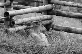 animal at the farm fence