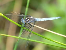 dragonfly on the green grass