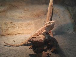 Lizard as a Reptile
