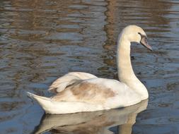 Swan Duck Animal in wildlife
