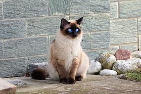 Furry Siamese Cat sits at stone wall