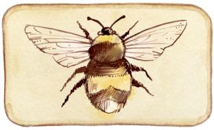 bee scrapbooking embellishment drawing