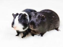 Guinea Pig Black And White Animals