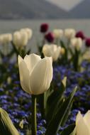 white tulips in the garden